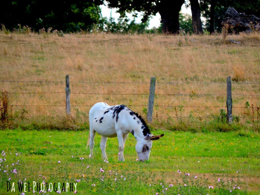 Gite Le Bourgneuf Fresnay-sur-Sarthe エクステリア 写真